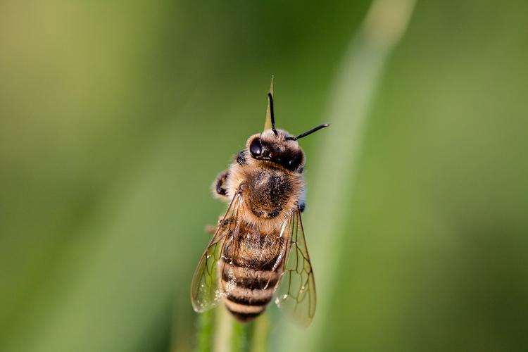 hoverfly 蜜蜂 食蚜蝇科